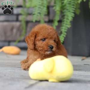 Ace, Cavapoo Puppy